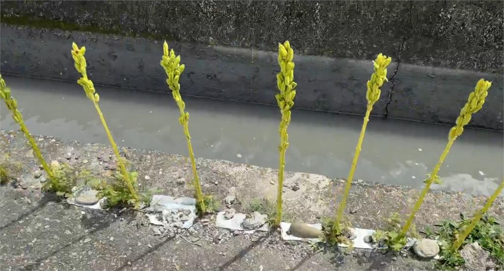 這裡也能種?彰化溪州農民超極限 「柏油路縫種芝麻」綿延百米超壯觀