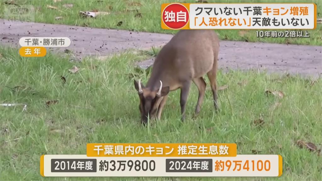 繁殖力驚人！ 千葉縣山羌氾濫 「吃霸王餐」困擾農民