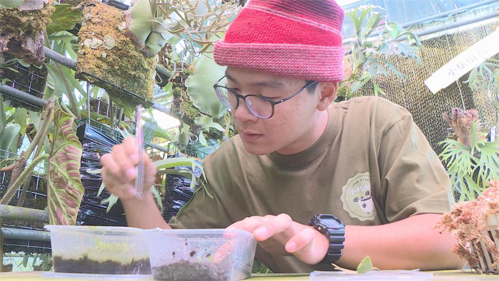 無師自通! 23歲青農自學培育鹿角蕨 成達人外銷日本