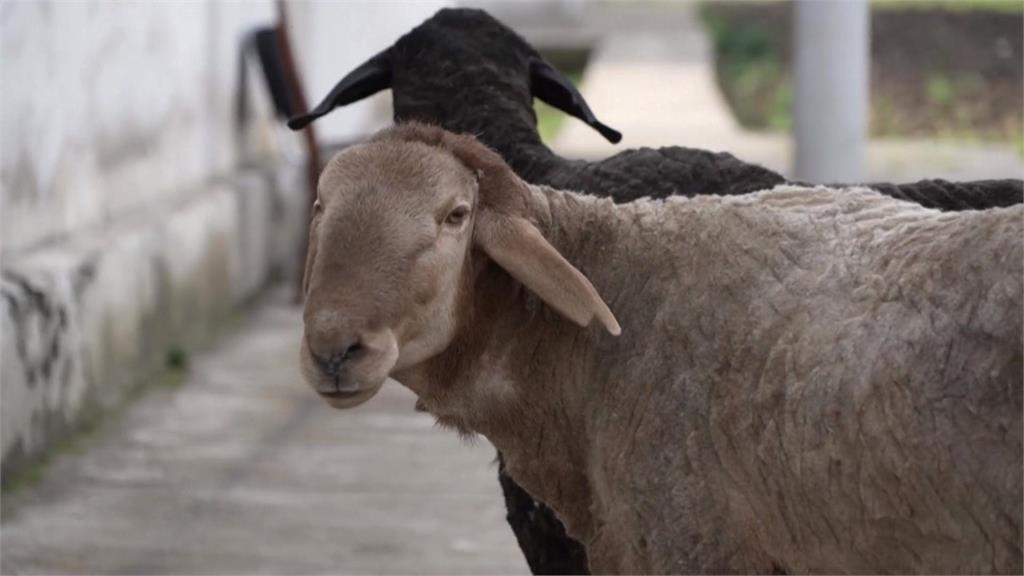 中亞國家畜牧業救星！　「希薩羊」吃草少長肉快