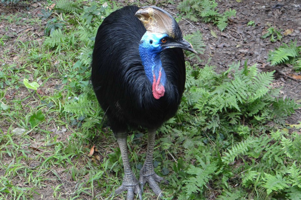 快新聞/垂垂老矣!北市動物園棕熊「小喬」病重動手術 食火雞「東施」安樂死處理