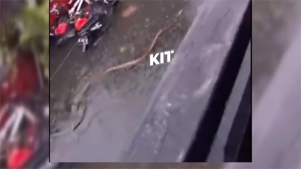 渡假天堂峇里島暴雨慘淹民眾受困　水裡還游出大蟒蛇