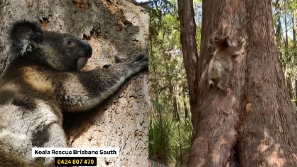 無尾熊誤闖市區「搭公車」畫面流出！「手握扶把」可愛畫面吸34萬人朝聖