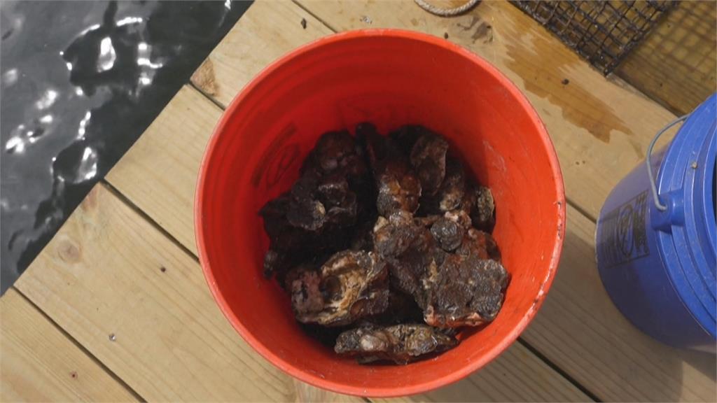 美非營利組織招募牡蠣「寄養家庭」 盼放回海中改善水質