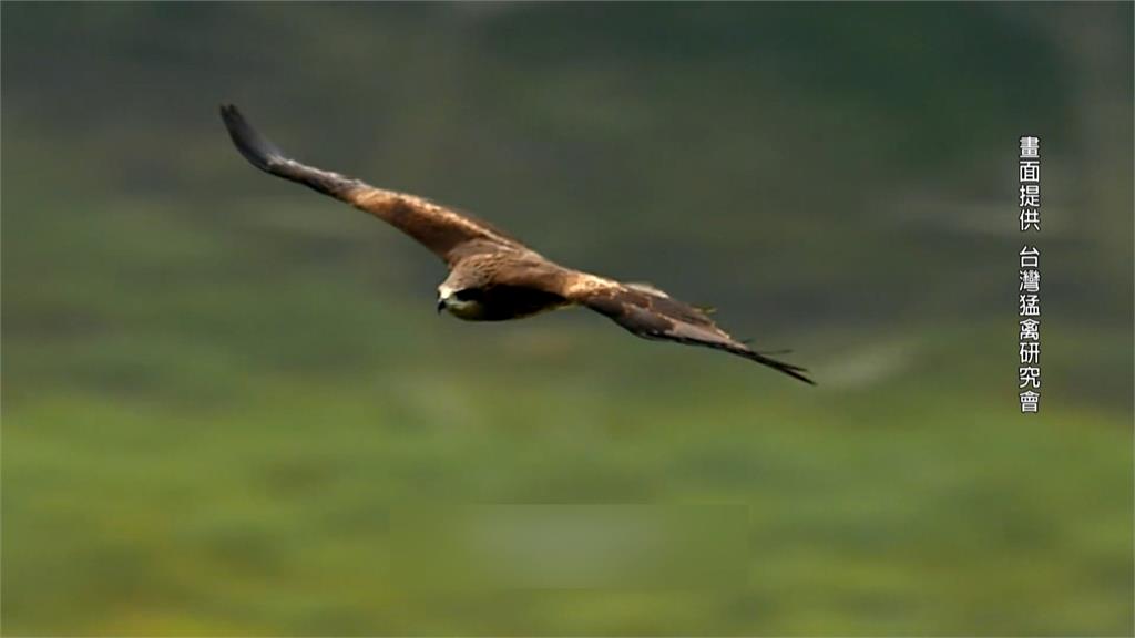 擄鴿集團非法架網害保育類黑鳶死亡 警蹲守1個月逮嫌