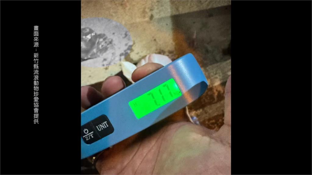 恐怖狗肉交易鏈曝！面交「開袋驚見殘肢」　越南移工落網辯：賺外快