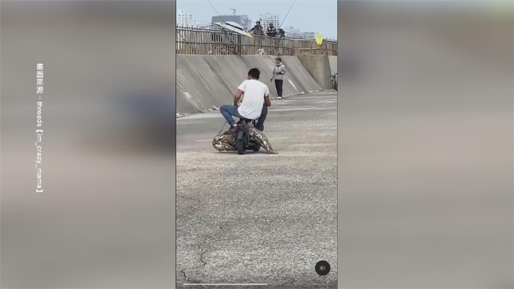 怪物級! 台南安平捕獲"等身大"龍膽石斑 重達130台斤