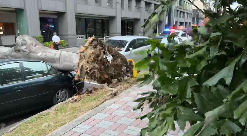 快新聞／小犬襲擊台中捲狂風！　台中路樹倒塌壓毀2車