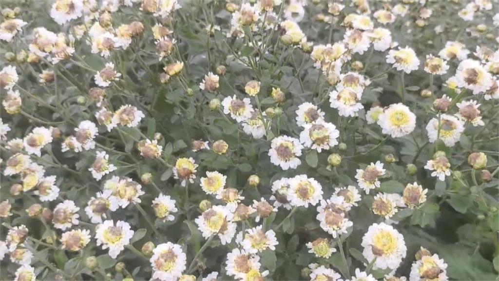 銅鑼杭菊幸運躲過風災　　開花大約四成吸引遊客拍照