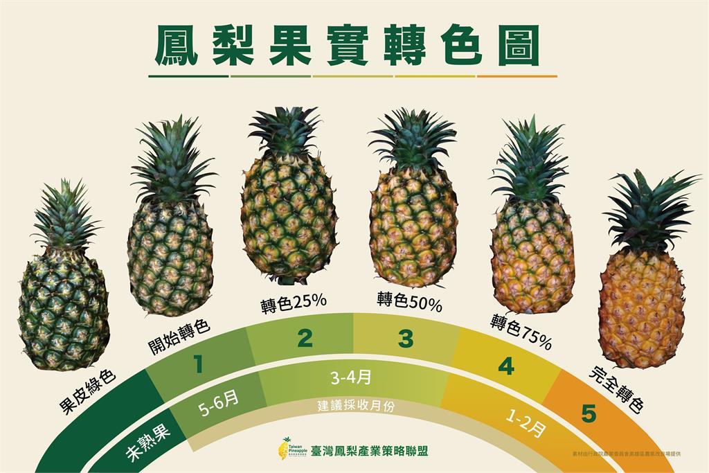 國產鳳梨盛產啟程 甜蜜美味正式上架