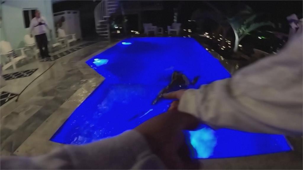 3米鱷魚闖泳池玩水!住戶嚇壞Call救命 專家拉上岸驚是「保育類」