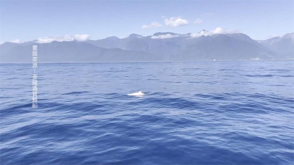 新春出遊目擊白子花紋海豚　遊客驚呼聲連連　業者：全台第一次