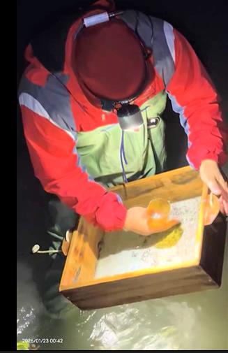 從200元跌到5元！　鰻苗價「斷崖式雪崩」漁民嘆