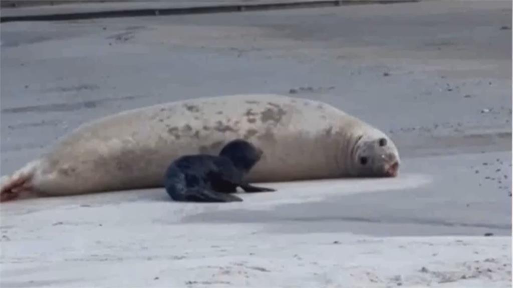 象鼻海豹海灘生產 海豹寶寶圓滾滾模樣擄獲人心...烏拉圭第一隻幼崽!