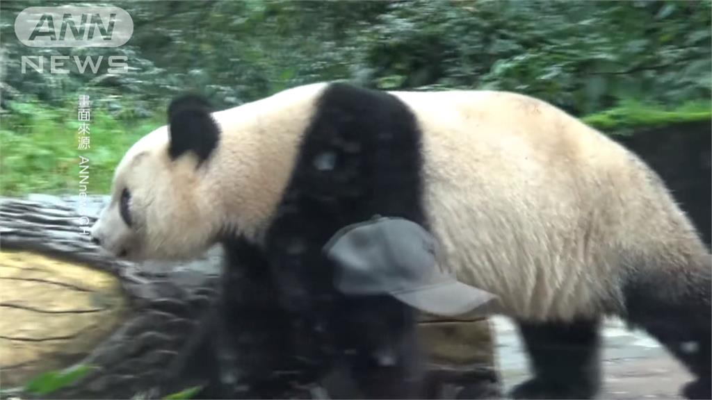 貓熊「香香」返還中國　適應數月終於公開亮相