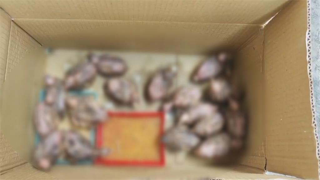 惡意棄養?清水岩古道現大量鵪鶉 全身光禿禿、多隻明顯死亡