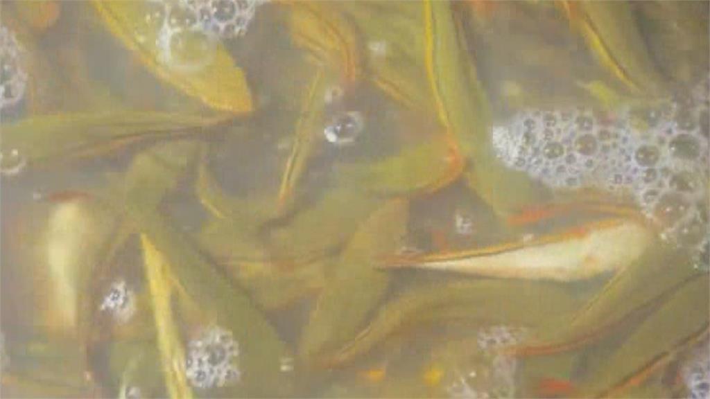 日月潭魚虎繁殖形成「魚虎球」　南投縣府「電撈」1.1萬尾
