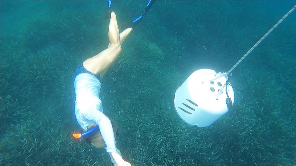 法國尼斯水下音樂會　鯨魚、海豚鳴唱交織海洋交響曲