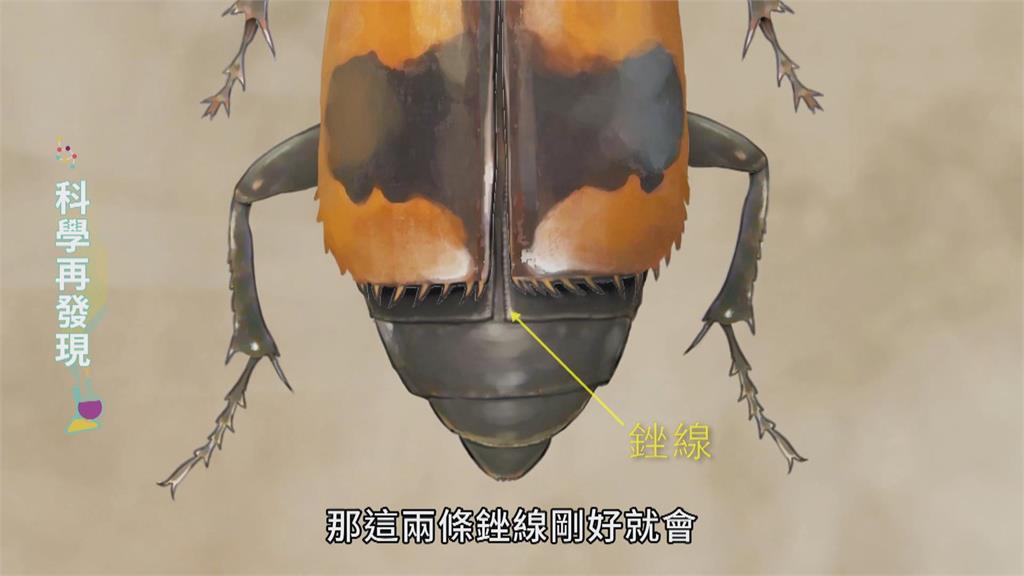 讓生命循環利用 清道夫埋葬蟲的奧妙