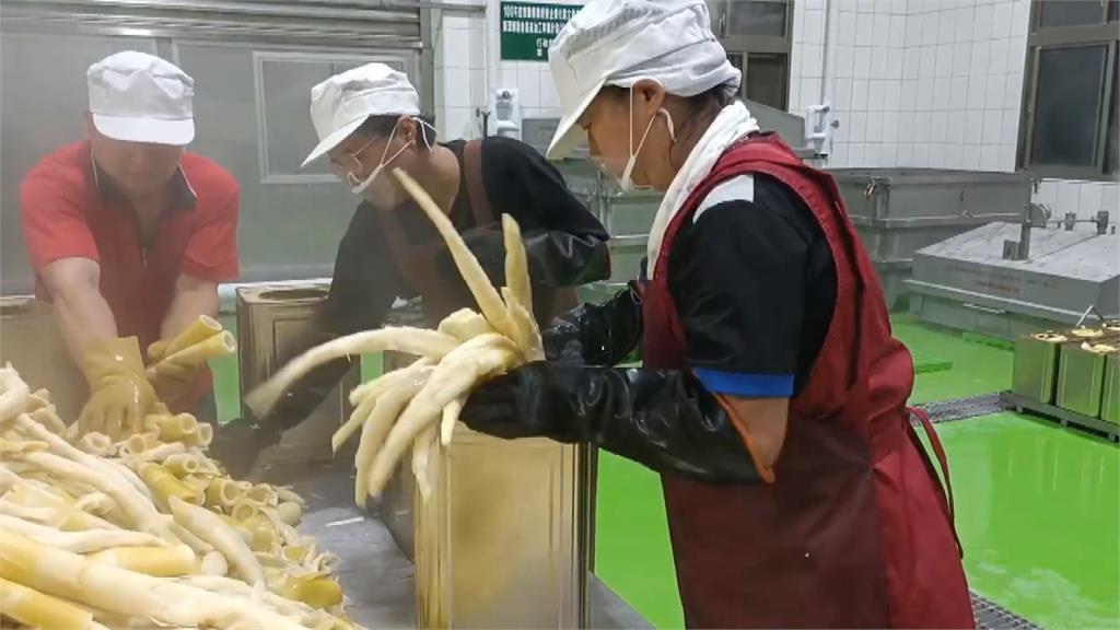 苗栗獅潭桂竹筍進入產期 產量有望破30萬台斤