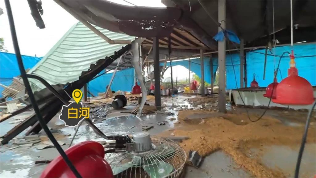 3萬雞隻幾乎全軍覆沒　台南白河養雞場百萬心血全毀　業者無奈