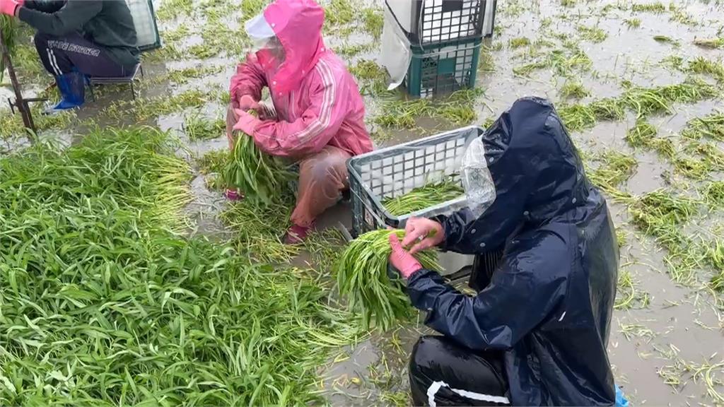 豪雨狂炸衝擊雲林空心菜.文蛤　農民緊急搶收心血