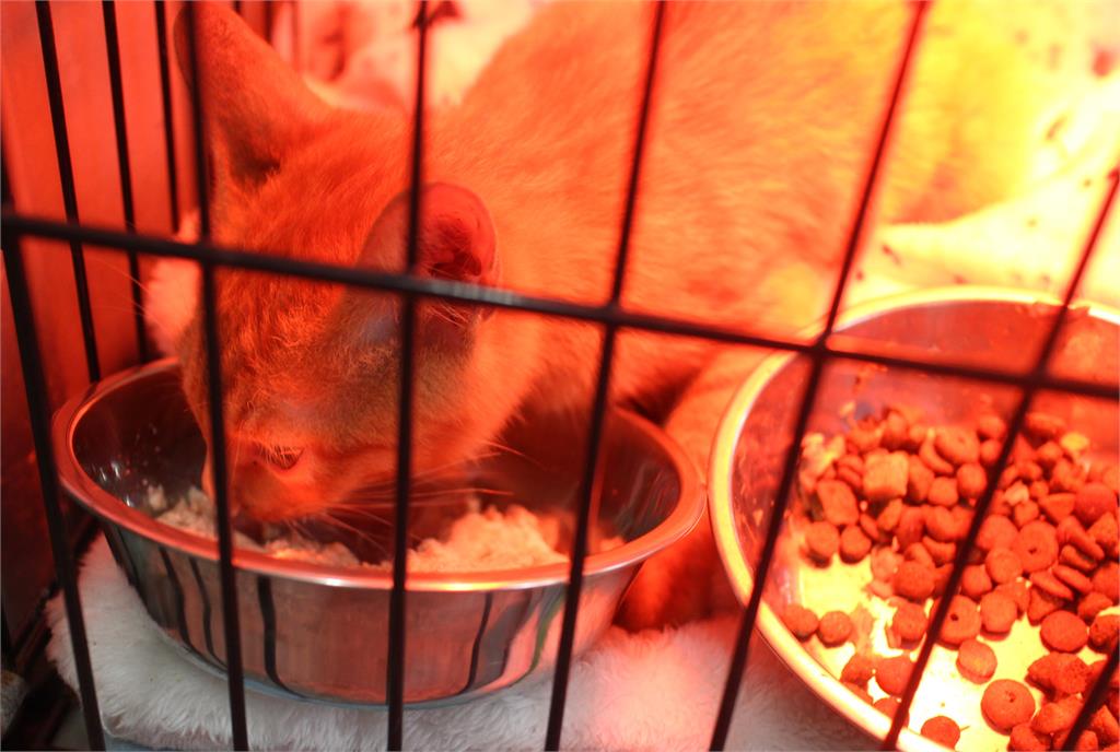 快新聞/可愛「小橘貓」竟與死神擦肩而過!跌入排水溝無法脫困 結局曝光