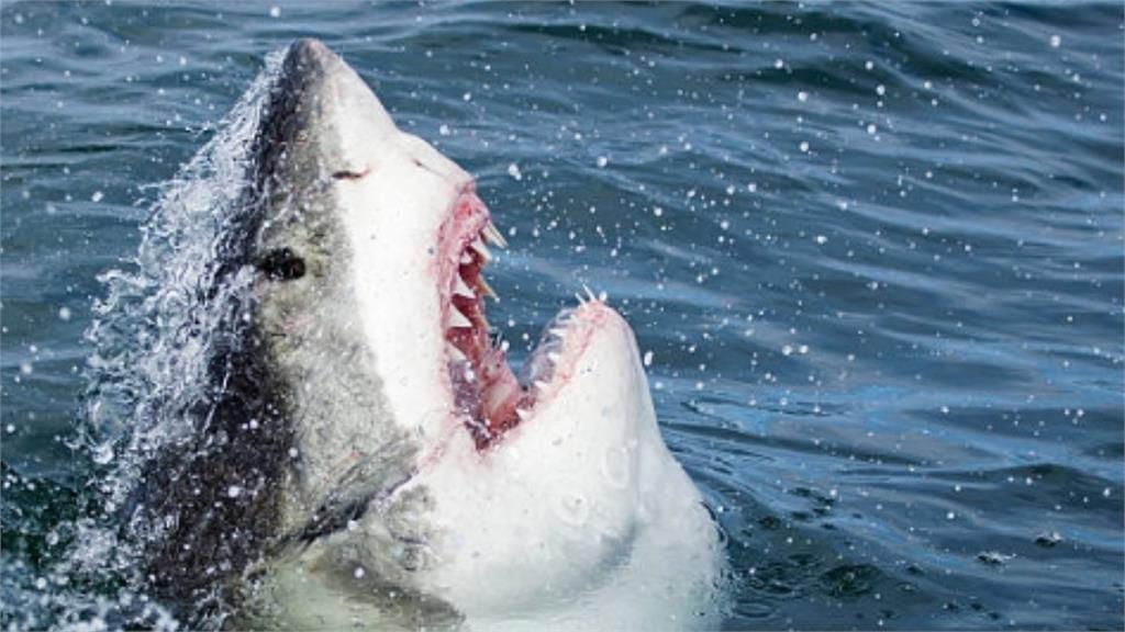 7歲男童長「526顆牙齒」！一開口嚇壞醫護：比大白鯊的300顆還多