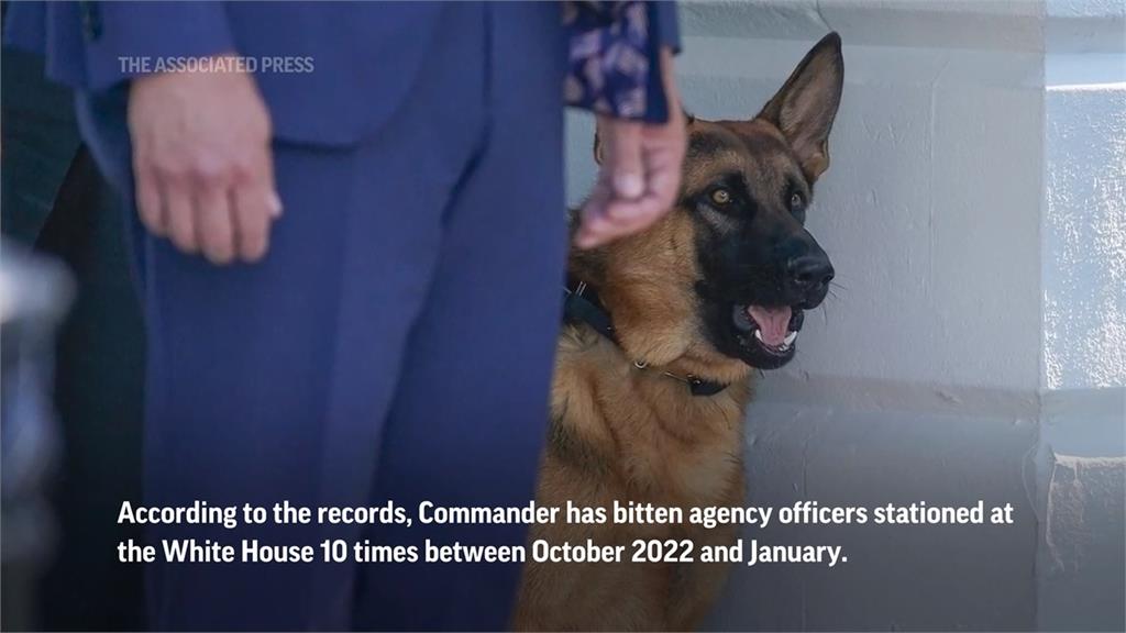 一年內咬傷人至少24次　拜登愛犬「司令」被逐出白宮