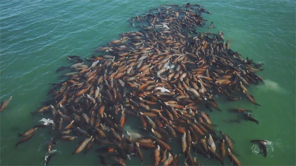 享受日光浴! 俄羅斯遠東地區沿海現千隻海獅