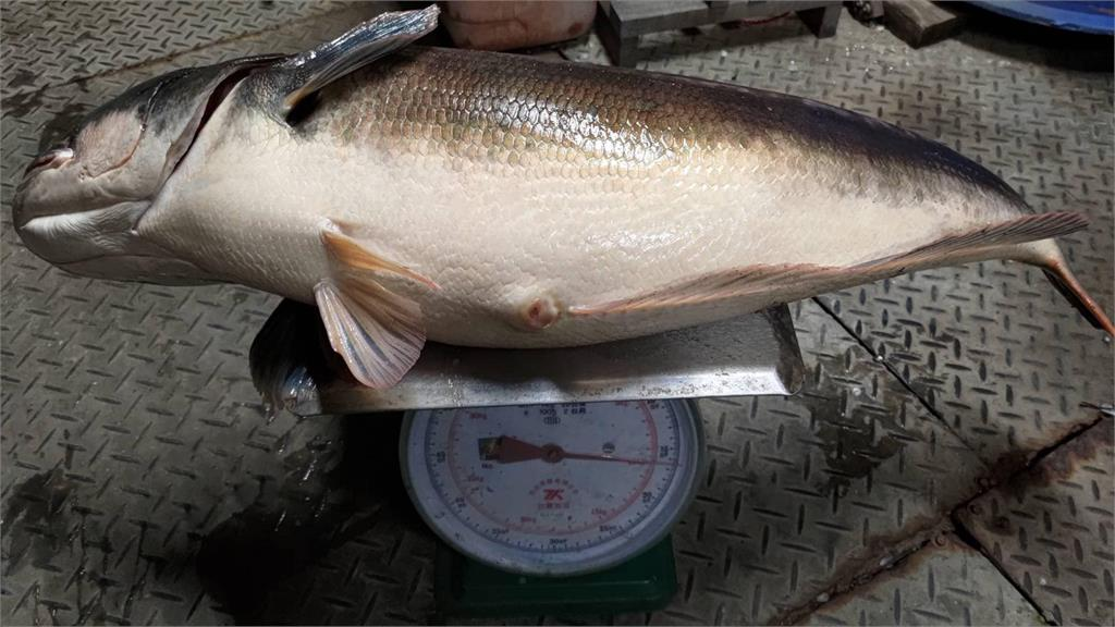 潭中惡霸「80公分巨型魚虎」出沒高雄蓮池潭!釣友猛力狂拉10分鐘