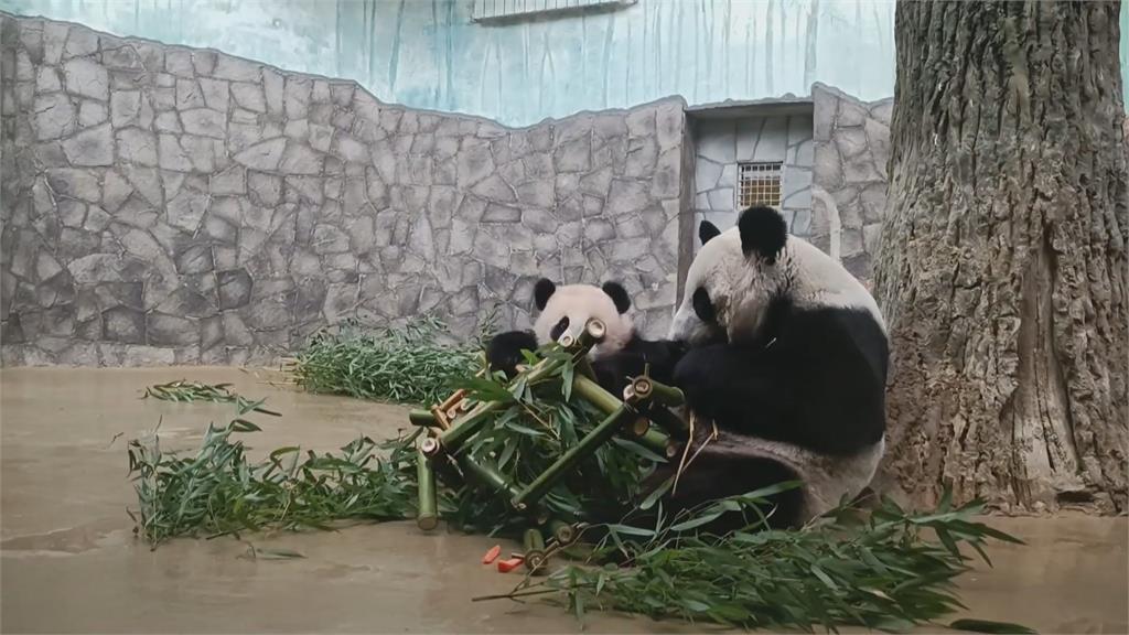 國際貓熊日　莫斯科動物園貓熊吃竹子大餐