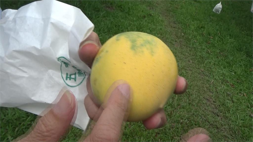 彰化埔心金蜜種芒果達人! 其他農民減產他反而增產一成