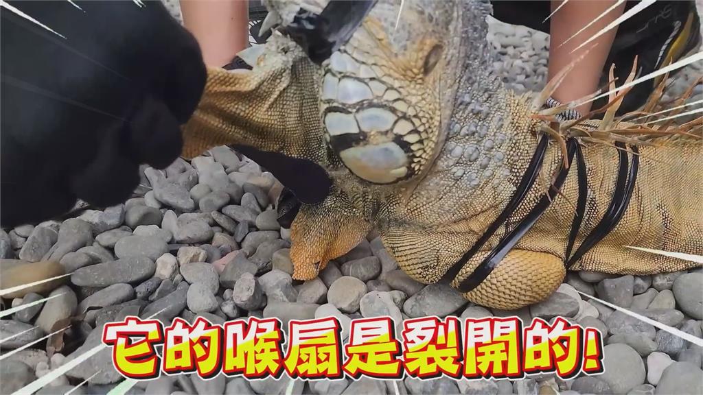 167公分綠鬣蜥趴超商外做日光浴！達人抓捕後驚喊：在台南抓過最大的