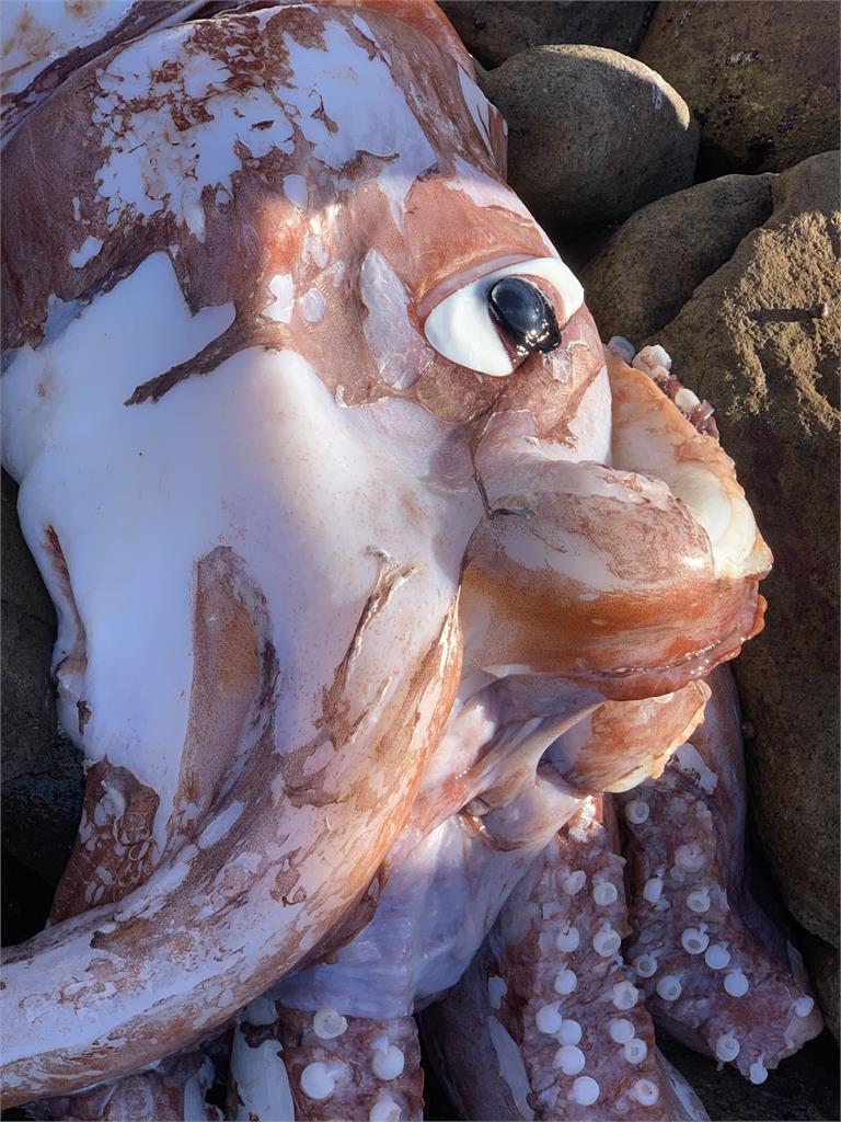 南非驚見「超巨深海魷魚」浮岸邊　奇異大眼嚇傻3萬人：是外星人！