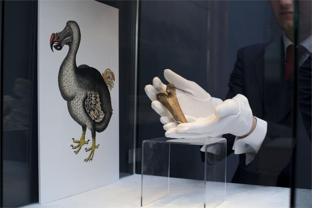 17世紀絕種「不會飛的渡渡鳥」有望復活？專家：取得古代DNA定序