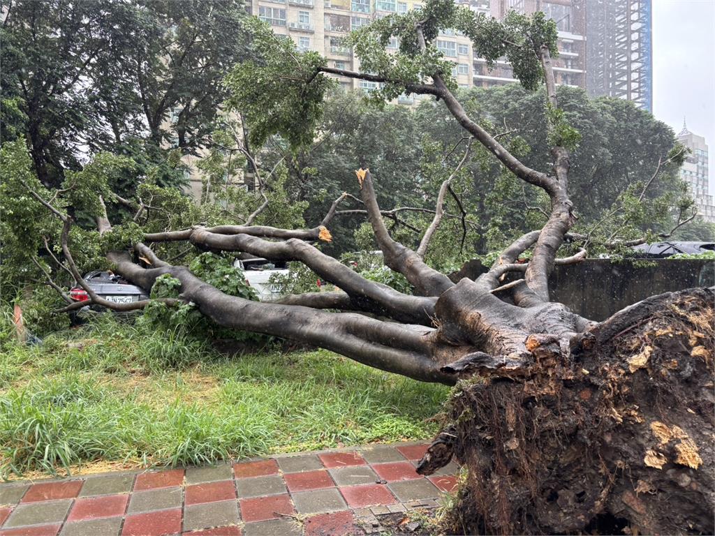 騎車騎一半驚見「藍色強光」!下一秒路樹倒...車主:以為被雷擊