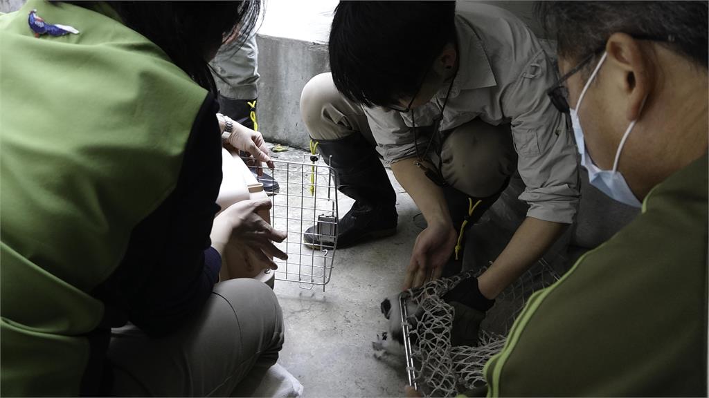 快新聞／想去探險？  木柵動物園超萌「棉頭絹猴」上演1小時多逃跑記