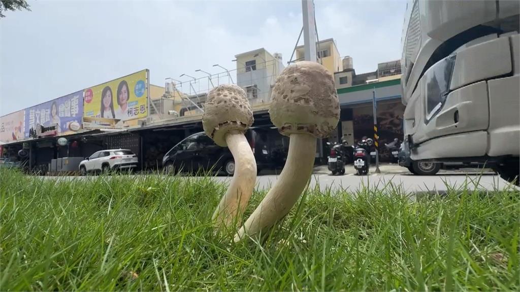 雨炸高雄「菇島再現」! 鳳山分隔島長菇 公園處火速清除