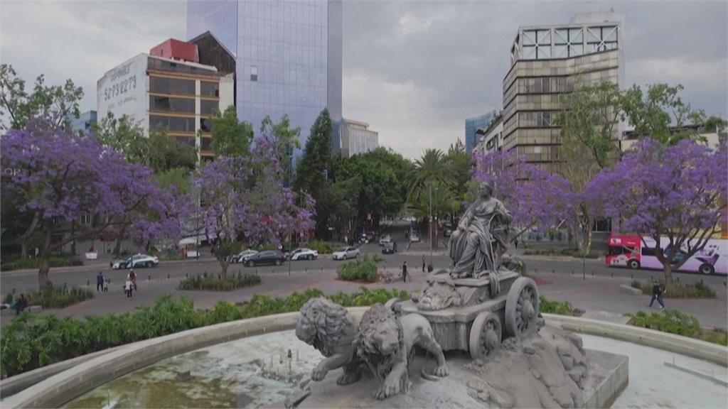 期間限定紫色飛雪　日本移民之手讓墨西哥市滿布藍花楹