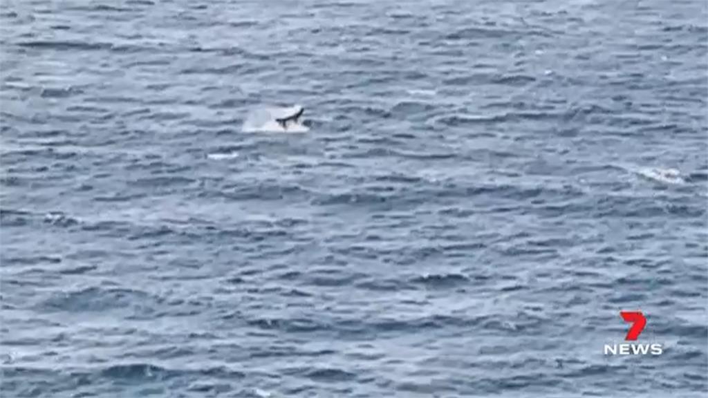 運動員衝浪遇鯨魚迎面撞上　人魚翻滾數圈幸無釀傷