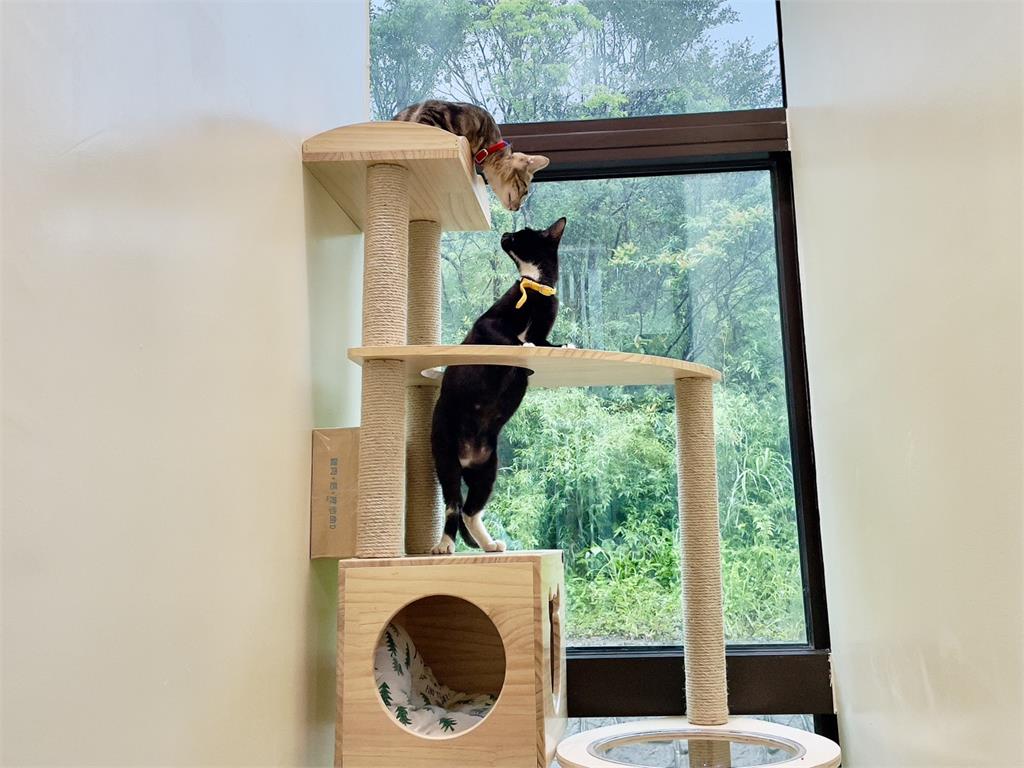 快新聞／貓狗住豪宅！「全國最夢幻動物之家」榮獲兩大獎　園區設計全曝光