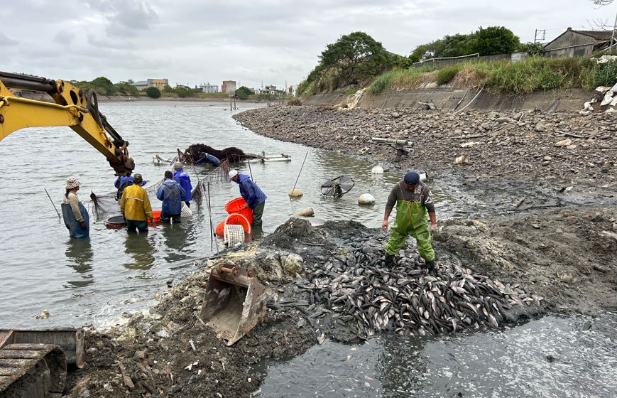 北部水資源短缺桃園埤塘禁放水　上萬斤「琵琶鼠魚」肆虐破壞生態