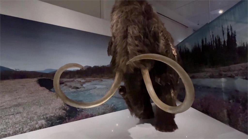 美國紐約自然史博物館「大象特展」　長毛象、侏儒象模型一比一還原