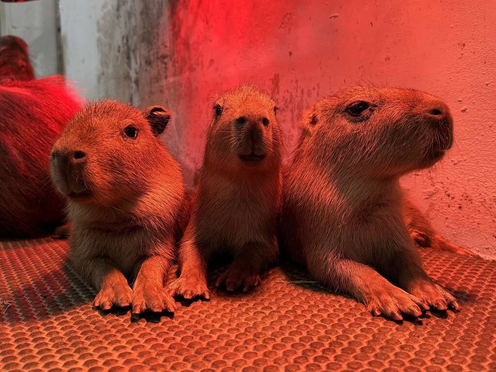 快新聞/壽山動物園迎喜訊!水豚三胞胎、蓬鬆可愛小驢寶寶出生 超萌畫面曝