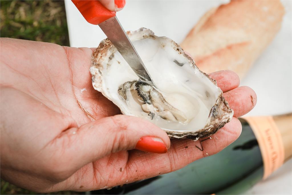 兩樣情！海水暖化影響牡蠣產量減貴桑桑　松葉蟹豐收價格大跳水