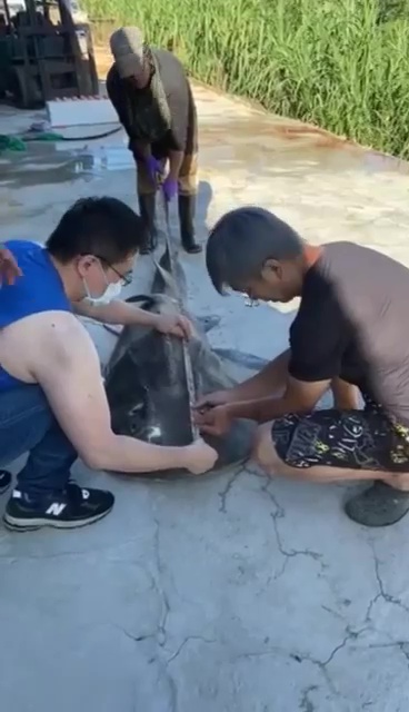 台灣海洋藝術館收「飯匙鯊」！解剖驚見11隻寶寶　創辦人：申請世界紀錄