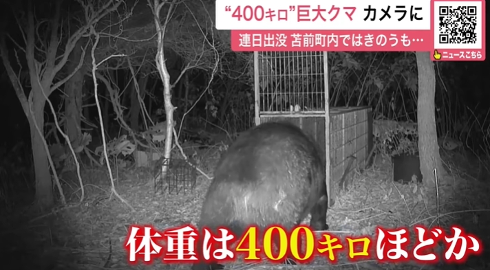 北海道現蹤「巨型400公斤棕熊」!肥到「塞不進捕獸籠」畫面險曝光