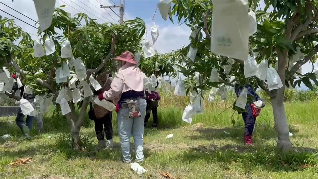＂芒果界的LV＂夏雪芒果收成缺 台東農民忍痛改種