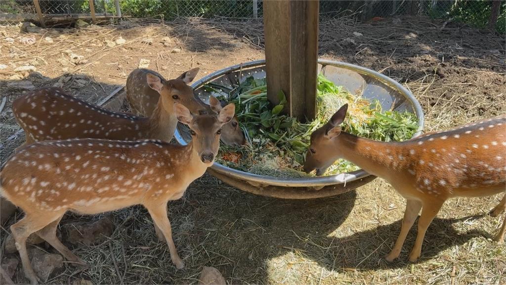 高雄壽山動物園徵飼育員？　時間彈性還高薪當心有詐